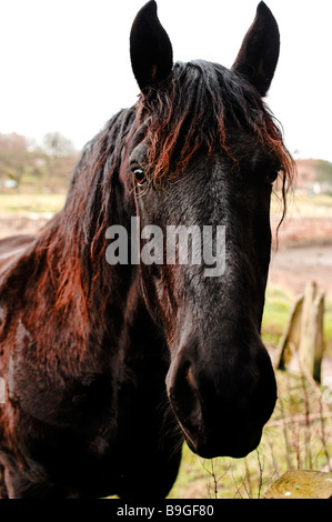 In prossimità della testa di cavallo Foto Stock