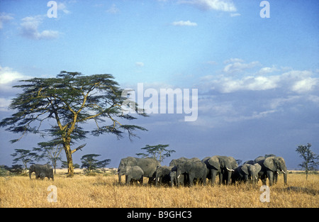 Una mandria di elefanti nel Parco Nazionale del Serengeti Tanzania Africa Orientale le femmine adulte hanno formato un cerchio per proteggere i loro bambini Foto Stock