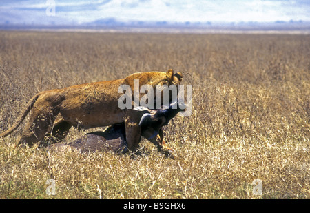 Leonessa trascinando appena ucciso GNU per i suoi cuccioli nel cratere di Ngorongoro Tanzania Africa orientale Foto Stock