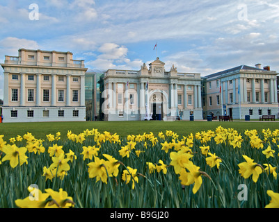 Il National Maritime Museum di Greenwich con narcisi in primavera Foto Stock