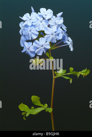 Pianta medicinale Bleiwurz cape plumbago plumbago gelsomino plumbago capensis Foto Stock