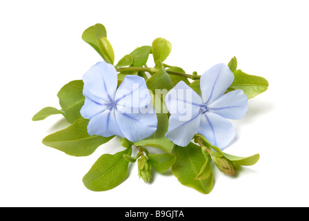 Pianta medicinale Bleiwurz cape plumbago plumbago gelsomino plumbago capensis Foto Stock