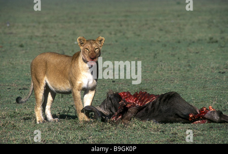 Leonessa pause per verificare la presenza di pericoli mentre l'alimentazione su GNU Masai Mara riserva nazionale del Kenya Africa orientale Foto Stock