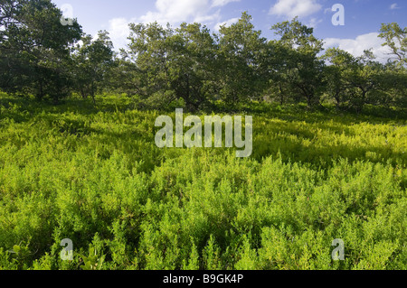 Carnosi lasciava saltwort tollerare fanghi salati creato dagli uragani sulla chiave di Bradley baia della Florida Everglades National Park Florida Foto Stock