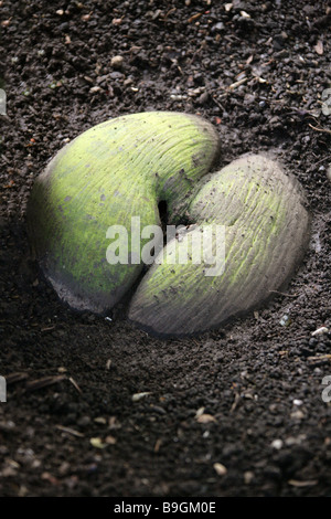 Il Coco-de-mer, Seychelles dado Palm o il doppio di cocco, Lodoicea maldivica, Arecaceae Foto Stock