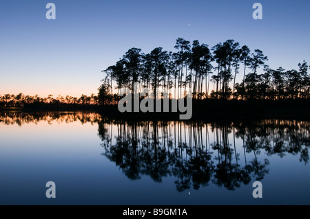 Slash pine forest si riflette nel lago al tramonto in pino lunga area chiave Everglades National Park Florida Foto Stock