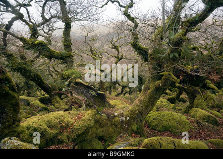 Recedono alberi di quercia crescere da un labirinto di rocce di muschio in legno Wistmans su Dartmoor Foto Stock