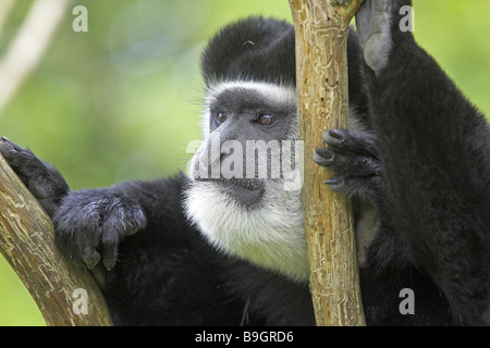 Zoo Guerza colo-bus vigilanza guereza ritratto wildlife gioco-animale mammifero monkey alto-mondo-monkey slim-monkey Foto Stock