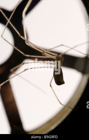 DADDY LONG LEGS SPIDER Pholcus phalangiodes Pholcidae in scarico Foto Stock