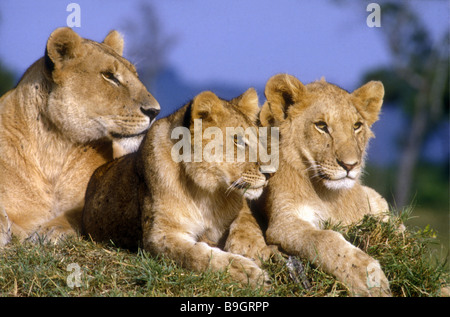 Leonessa e due cuccioli in appoggio su un tumulo termite Masai Mara riserva nazionale del Kenya Africa orientale Foto Stock