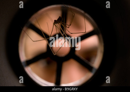 DADDY LONG LEGS SPIDER Pholcus phalangiodes Pholcidae in scarico Foto Stock