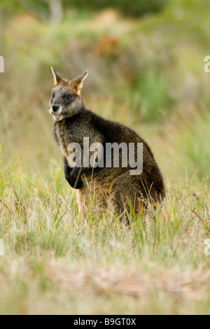 Swamp wallaby , Wilsons Promontory , Australia Foto Stock