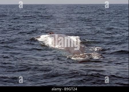 La balenottera azzurra nuoto Balaenoptera musculus brevicauda - arriva alla superficie dell'Oceano Indiano Sri Lanka asia Blow foro visibile Foto Stock