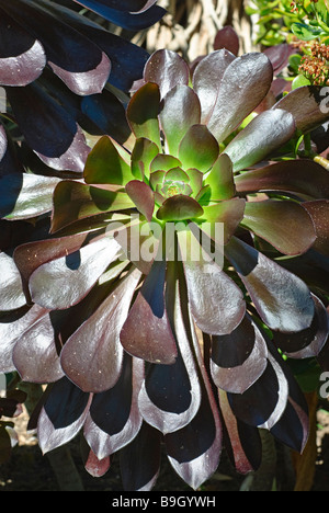 Aeonium pianta Voodoo Foto Stock