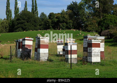 Alveari vicino a Waimate,Canterbury sud,Isola del Sud,Nuova Zelanda Foto Stock