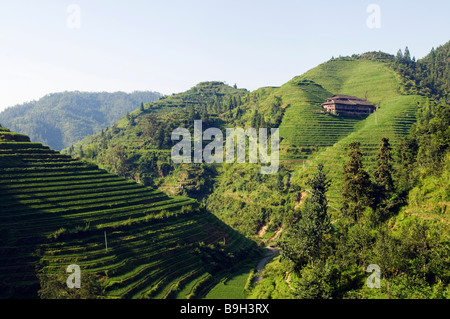 Cina, provincia di Guangxi, Longsheng Dragon's Backbone terrazze di riso vicino a Guilin Foto Stock