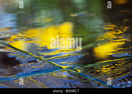 Acqua sul giardino pavimentazione in lastre con riflessioni di daffodil fiori abstract Foto Stock