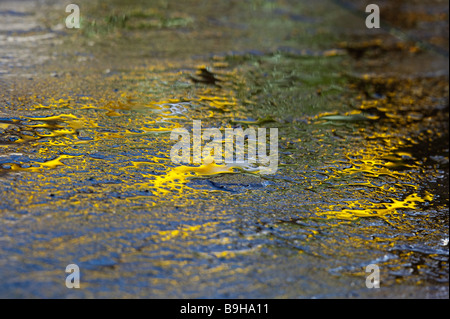 Acqua sul giardino pavimentazione in lastre con riflessioni di daffodil fiori abstract Foto Stock