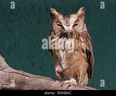 Acciuffato Assiolo (Otus bakkamoena), Regno Unito Foto Stock