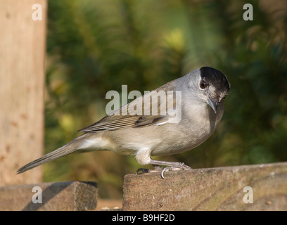 Capinera sulla tabella degli uccelli Foto Stock