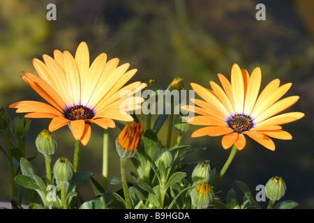 Cape-daisy ibrido Osteospermum "orange" boccioli di fiore Foto Stock