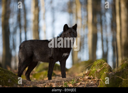 Lupo orientale o orientale rosso canadese Lupo (Canis lupus lycaon) Foto Stock