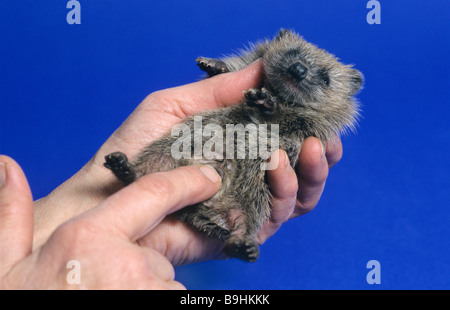 Esaminando le mani un giovane West European riccio (Erinaceus europaeus) Foto Stock