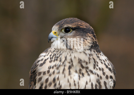 Saker Falcon (Falco cherrug), ritratto Foto Stock