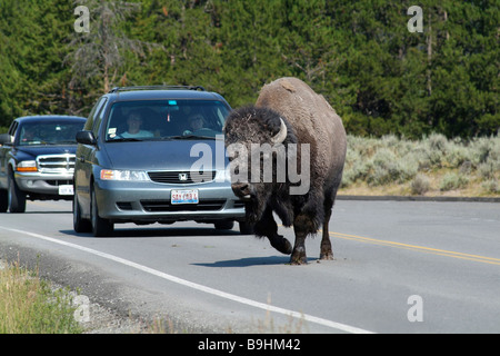 (Bison bison bison) attraversando la strada di fronte in attesa auto, il Parco Nazionale di Yellowstone, STATI UNITI D'AMERICA Foto Stock