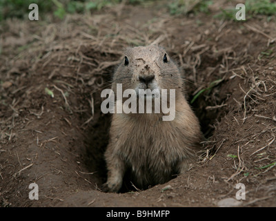 Cane della prateria metà fuori della sua tana, siete in o fuori? Foto Stock