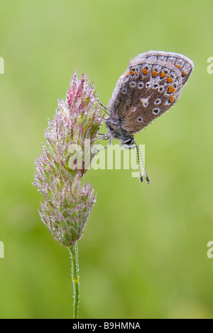 Comune di Blue Butterfly Polyommatus icarus Foto Stock