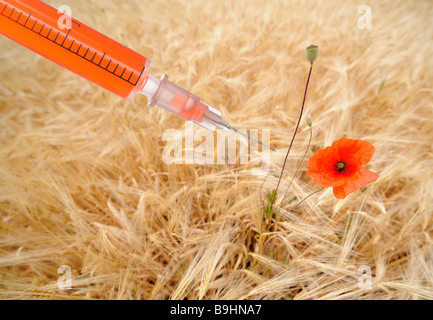 Siringa in un campo di orzo con un papavero, simbolo per gli alimenti geneticamente modificati Foto Stock