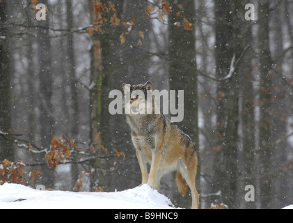 Valle di Mackenzie Lupo (Canis lupus occidentalis) nei lavori di soffiaggio della neve Foto Stock