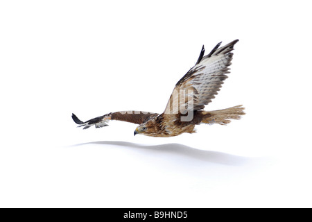 Dalle lunghe gambe Poiana (Buteo rufinus), con tonalità rossastra, in volo Foto Stock