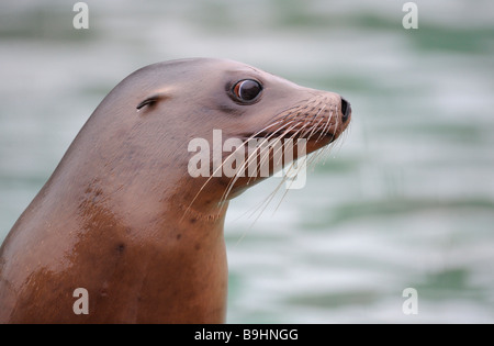 Il leone marino della California (Zalophus californianus), ritratto Foto Stock