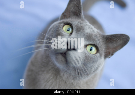 Gatto birmano cercando di fotocamera Foto Stock