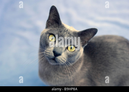 Gatto birmano cercando di fotocamera Foto Stock