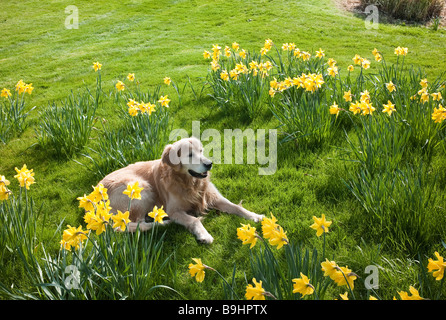 Il golden retriever cane che giace tra i narcisi naturalizzata in Prato Foto Stock