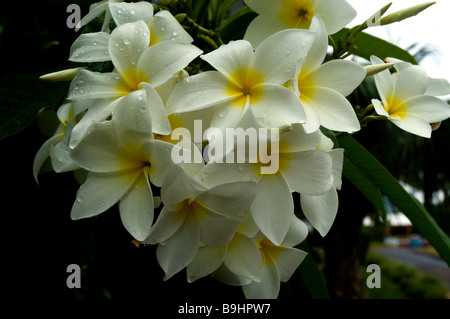 Bianco fiori di frangipani (Plumeria Alba), Bermuda Foto Stock