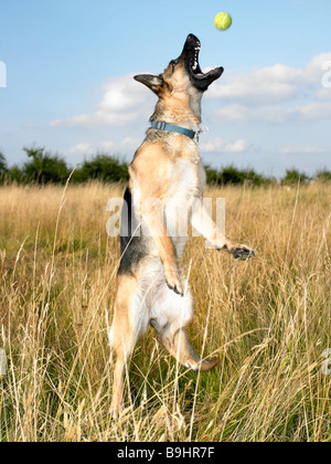 Cane la cattura di una palla da tennis Foto Stock