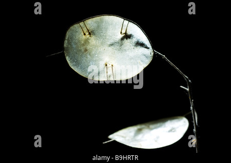 Onestà annuale o dollari d'argento (Lunaria annua) con argenteo siliquae scintillante Foto Stock