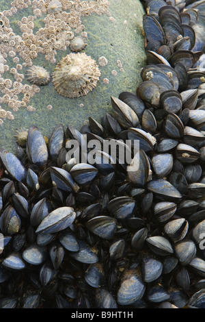 Mitili Blu 'Mytilus edulis' nella zona intercotidale su Il Pembrokeshire Coast National Park, il Galles Foto Stock