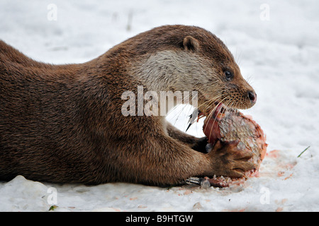 Lontra europea (Lutra lutra), si nutrono di pesci, giocare nella neve Foto Stock