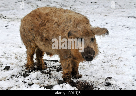 Maiale Mangalitsa, curly-capelli hog, molto raro, sulle specie protette elenco degli animali domestici Foto Stock