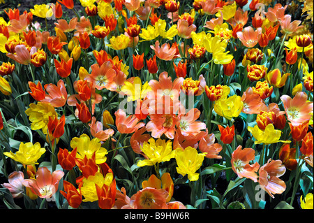 Tulipani di vari Foto Stock