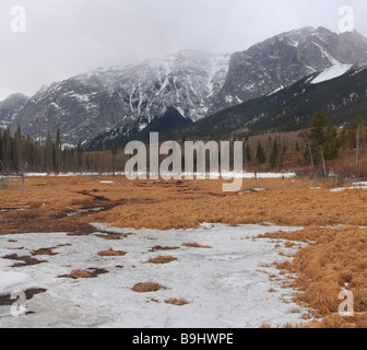 Prati innevati a Mount Yamnuska, Alberta Foto Stock