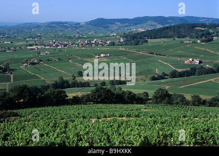 Vista panoramica di Beaujolais vitigni e vigneti da Mont Brouilly (Cru de Brouilly), Brouilly, Francia Foto Stock