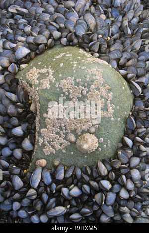 Mitili Blu 'Mytilus edulis' nella zona intercotidale su Il Pembrokeshire Coast National Park, il Galles Foto Stock