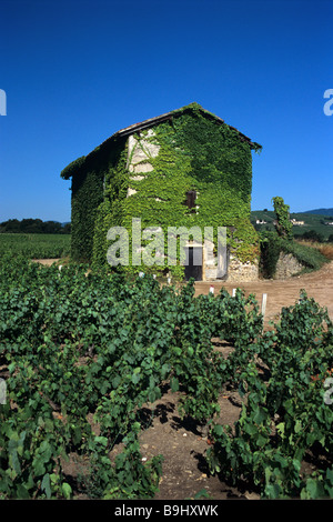 Vite Cabanon coperto o capanna agricola & Vigne (Cru Villié-Morgan), vicino Pizay, Beaujolais, Francia Foto Stock