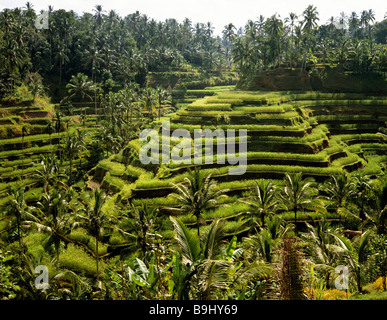 Risaie nei pressi di Ubud, Bali, Indonesia, sud-est asiatico Foto Stock